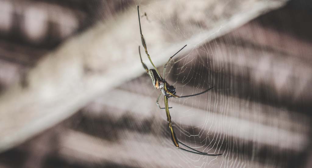 Custom Web Design - Spider Web